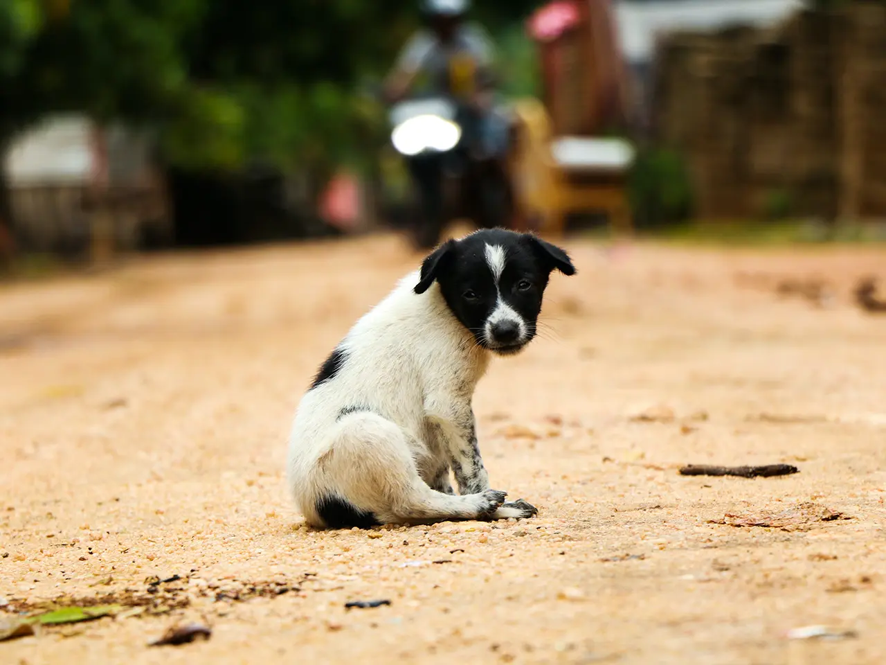 Small black and white puppy sit on the ground